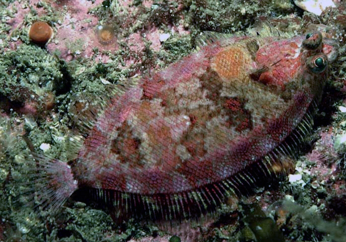 Phrynorhombus norvegicus_02.jpg